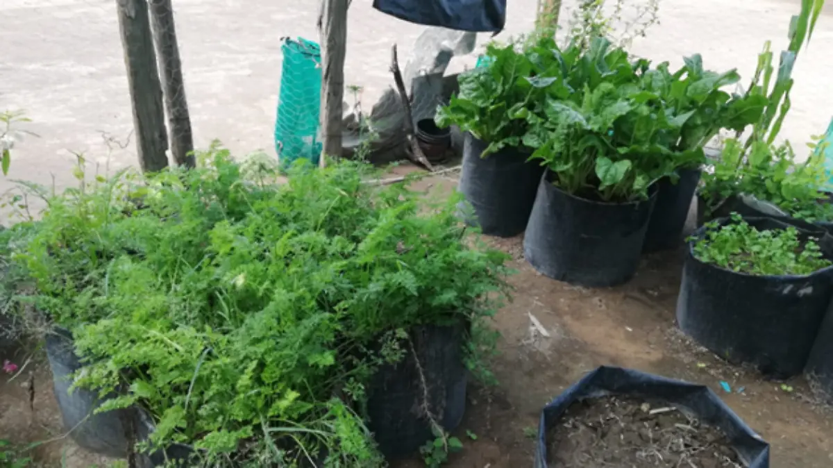 DIF Huertos familiares 121118 (2)