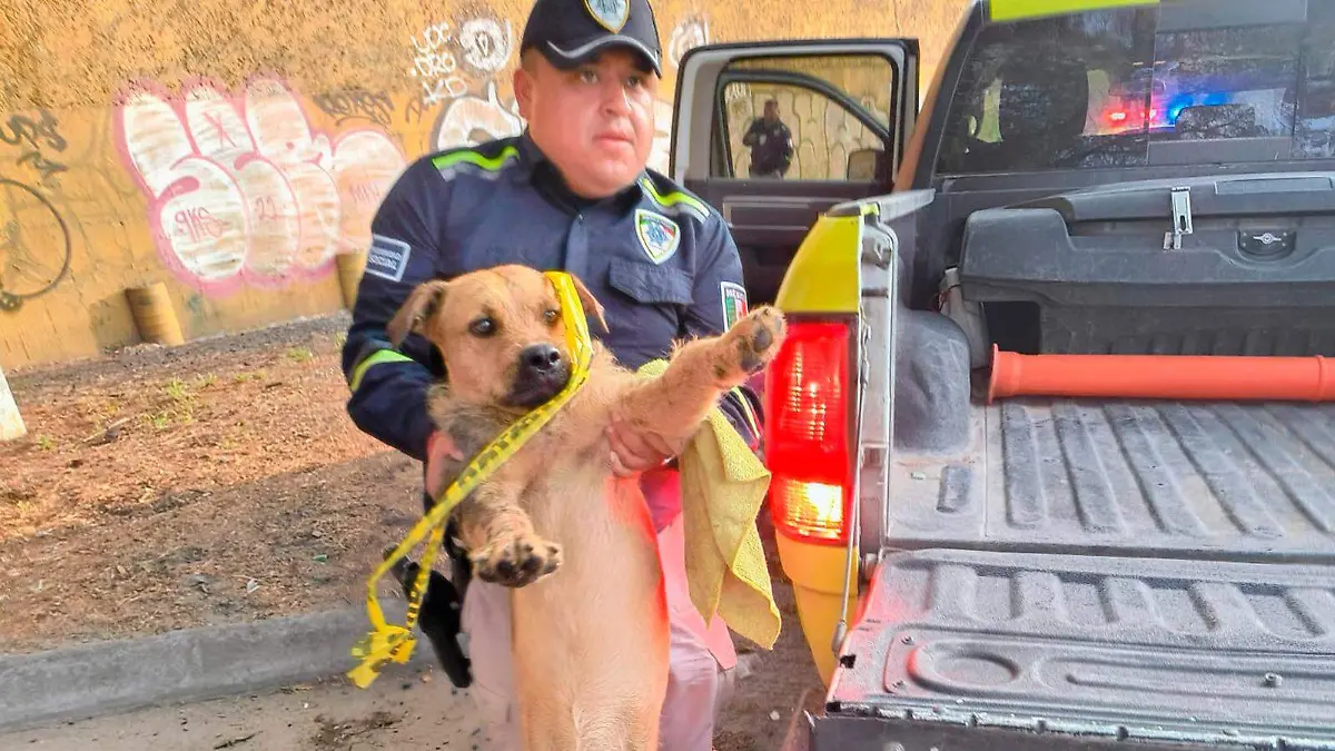 Rescatan a perrito