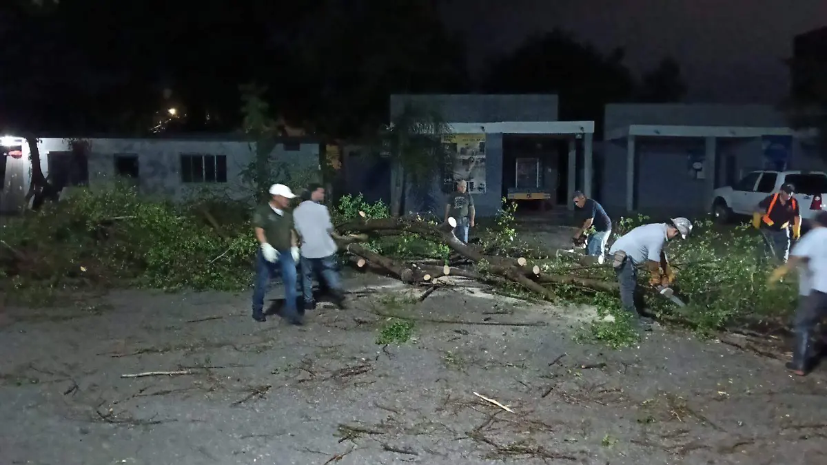 árboles caídos por lluvia