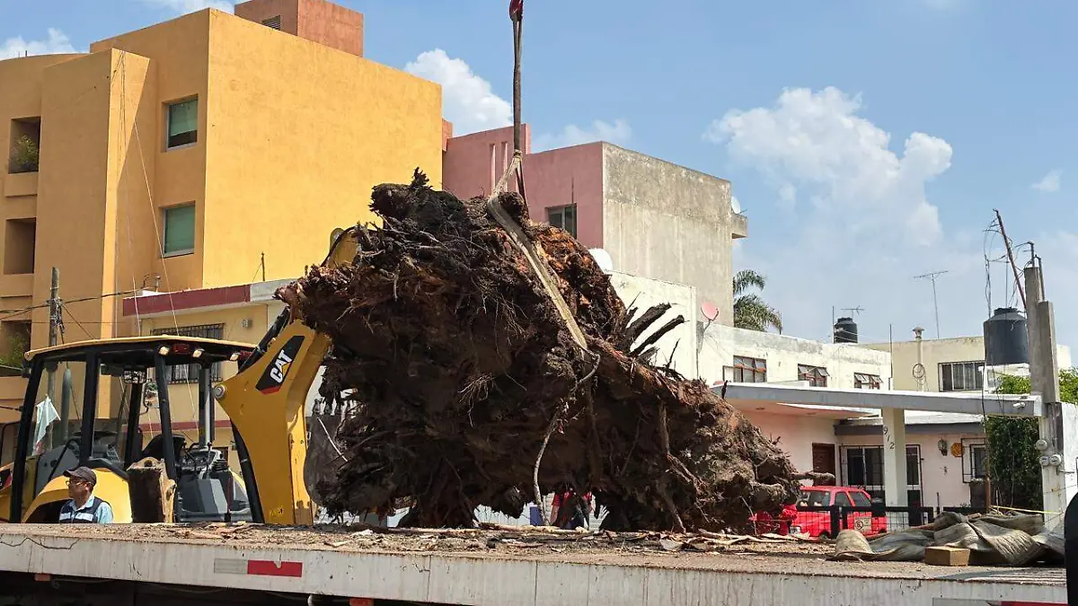 Caída de árboles por llubias (3).jpg