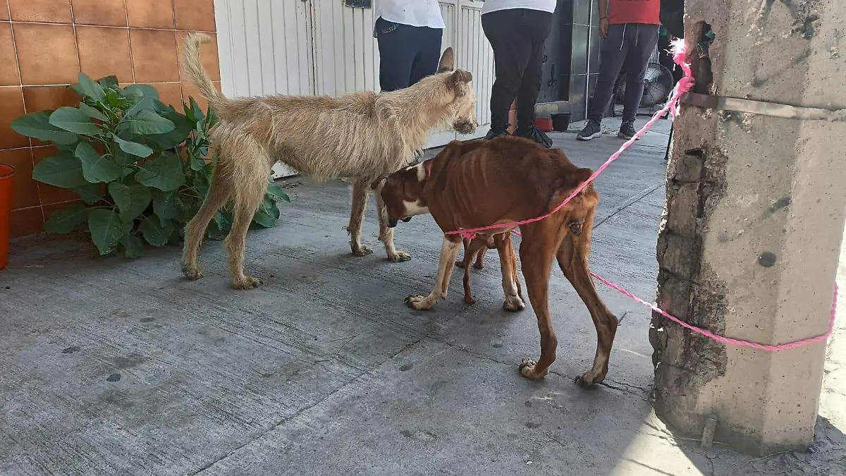 perritos rescatados en Jacarandas (1)