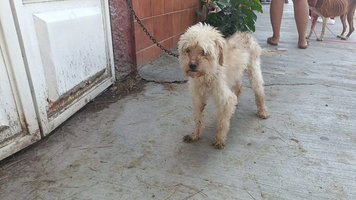 perritos rescatados en Jacarandas (2)