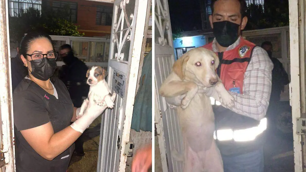 rescate perritos en División del Norte (1)