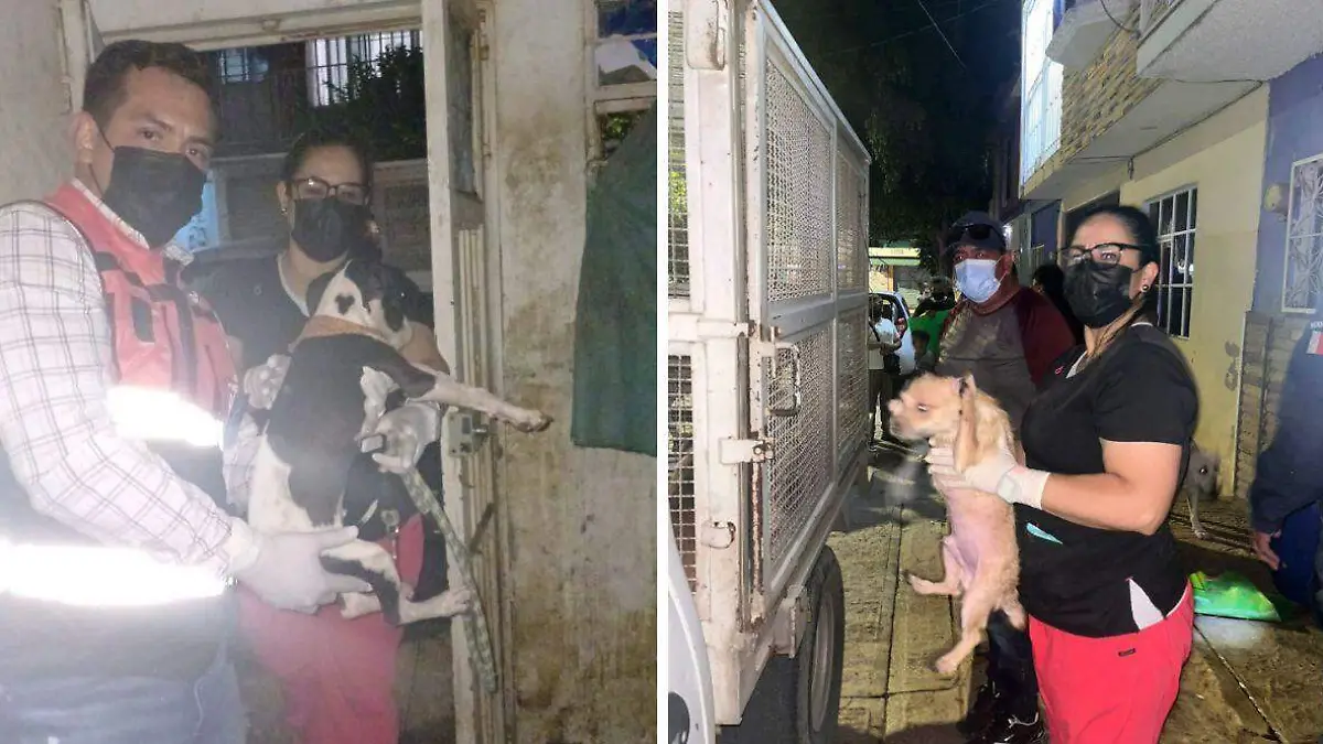 rescate perritos en División del Norte (2).jpg
