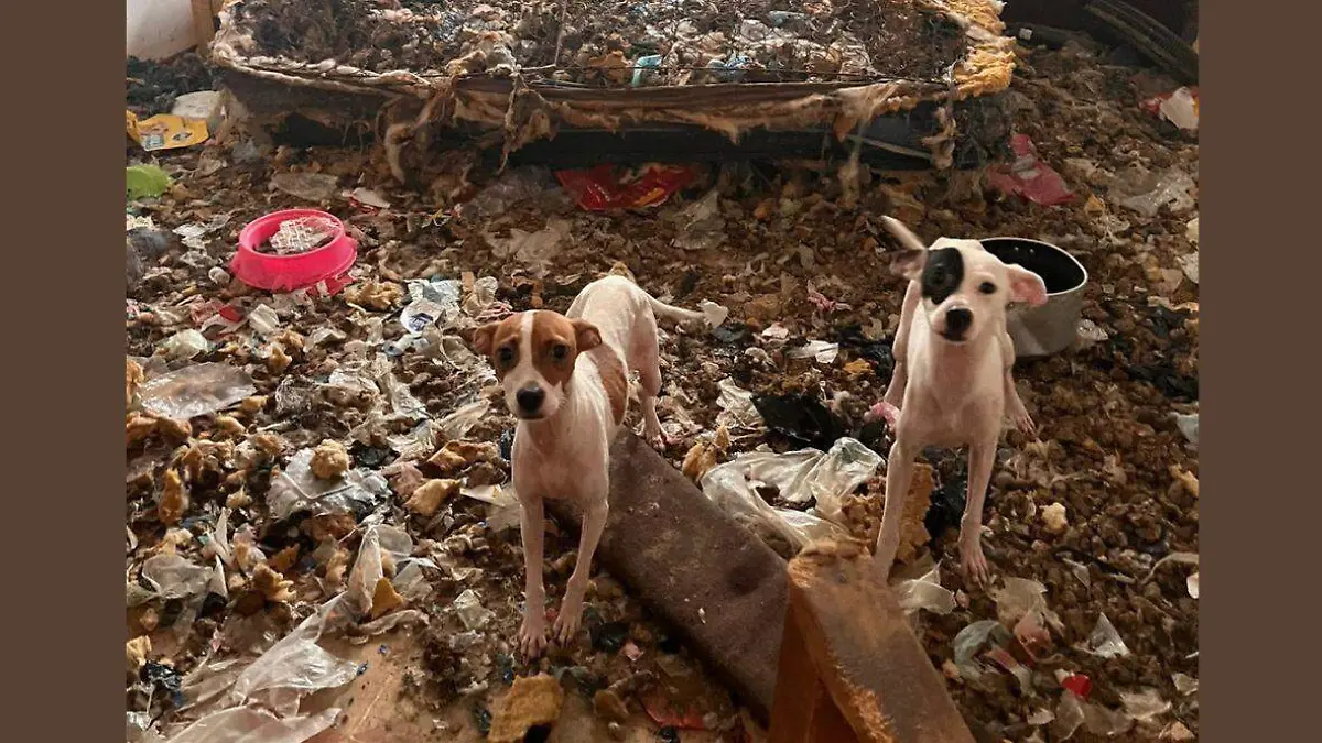 Perros rescatados División del Norte (1)