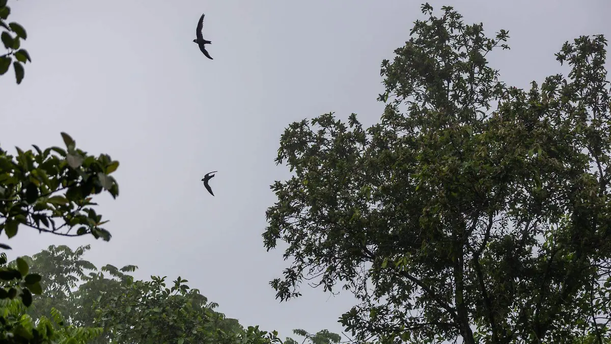 Sótano de las Golondrinas (3)