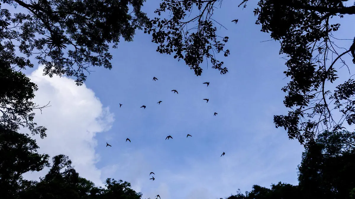 Sótano de las Golondrinas (5)