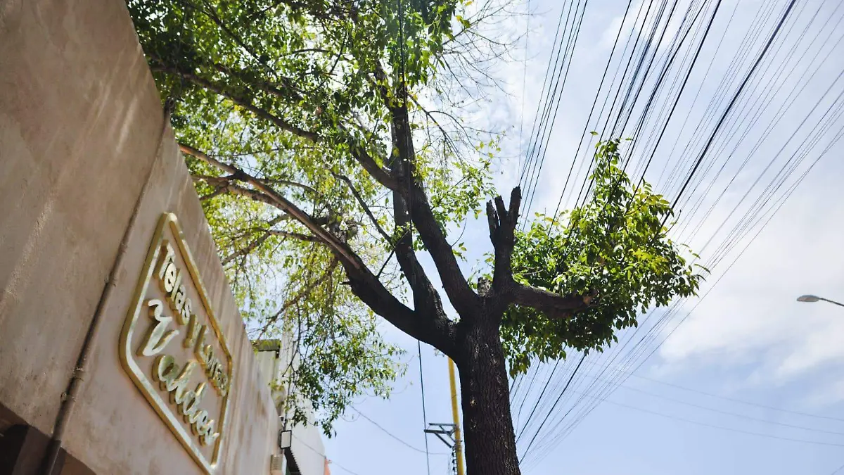 Tala de árboles.jpg