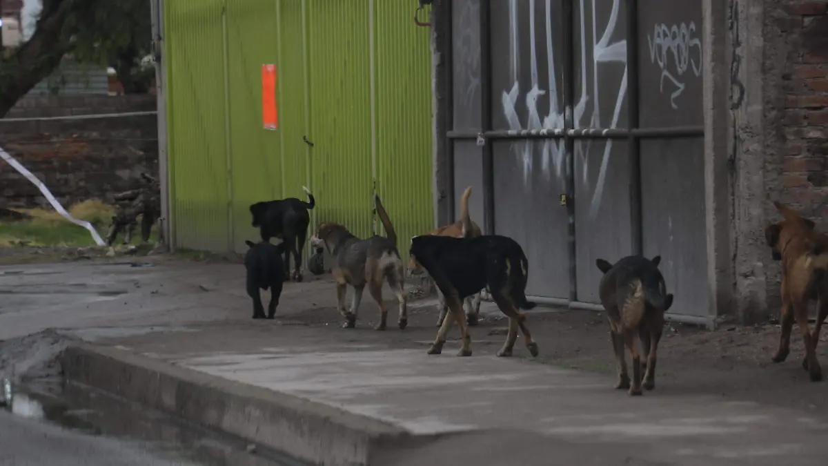 PERROS SOLACHE (1)