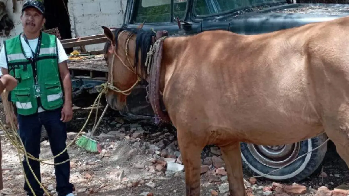Caballo rescatado en Soledad