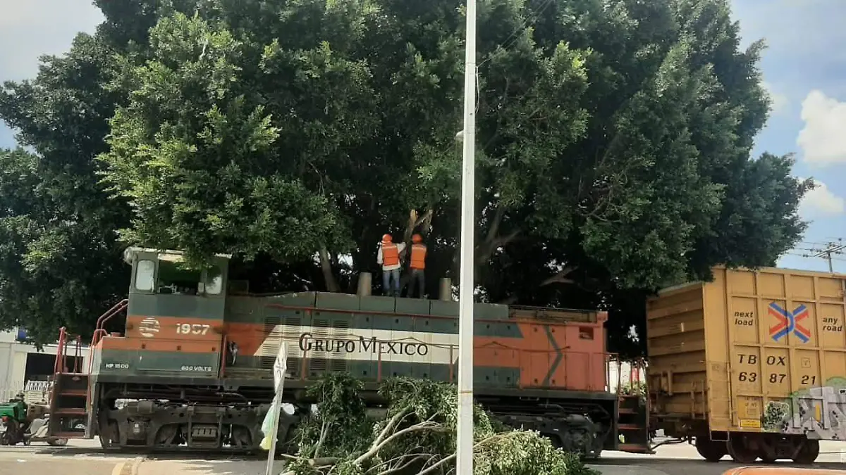 poda ilegal de un árbol patrimonio (4)