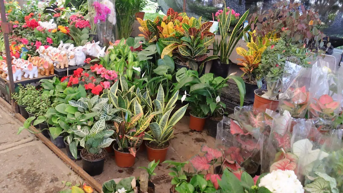 Feria de las Flores en Soledad (1)