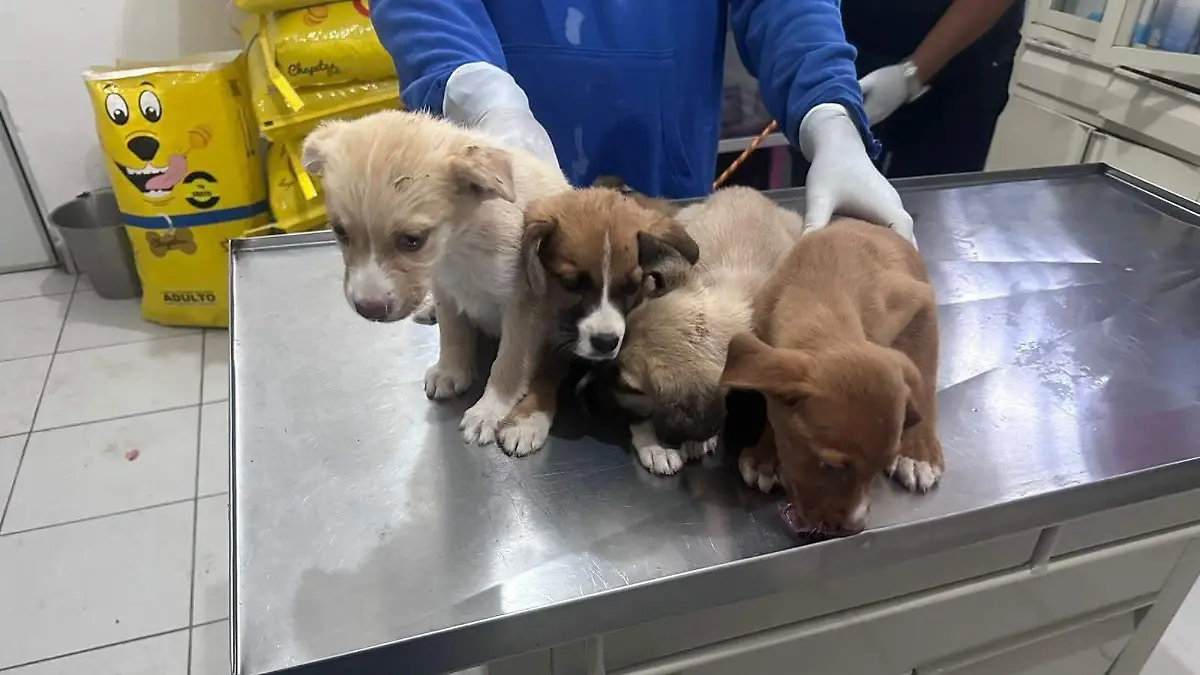 perrita desnutrida junto a sus cachorros