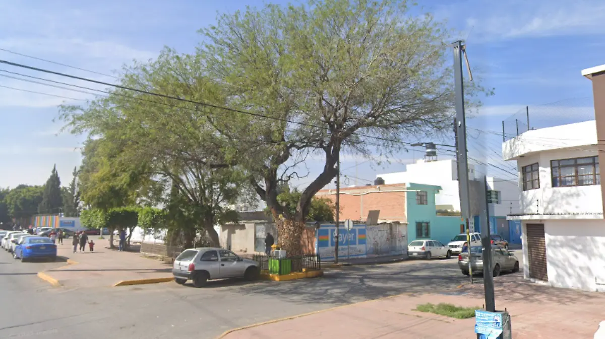 Mezquite histórico en Avenida México