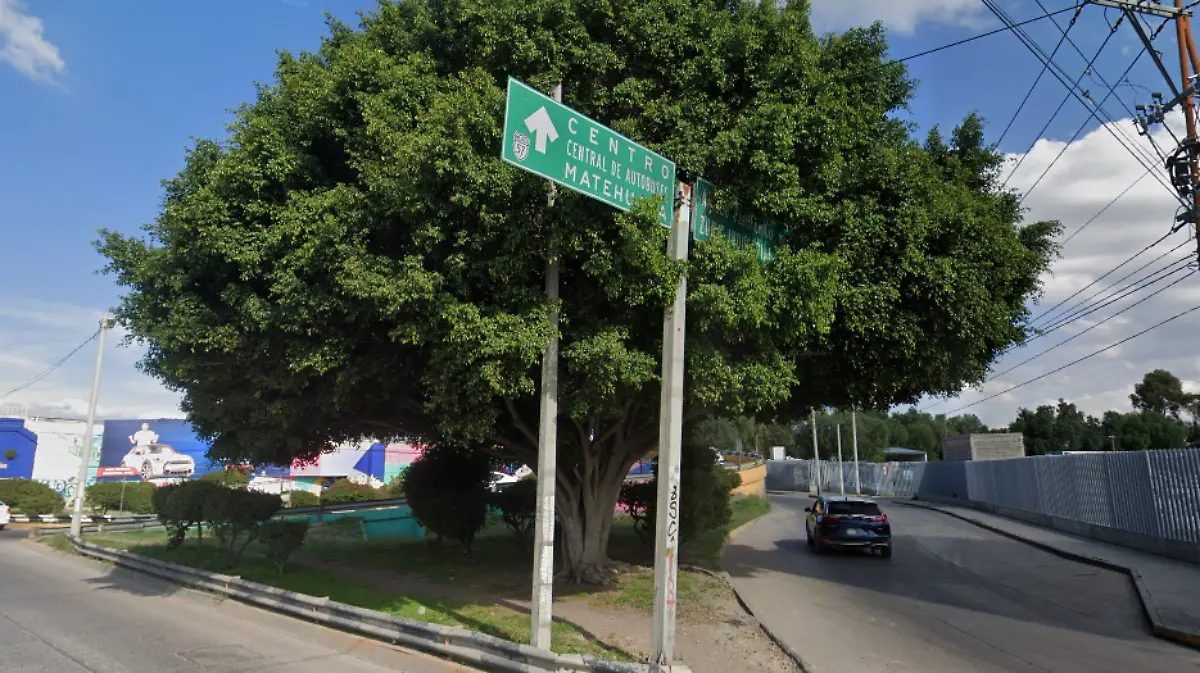 Ficus sobre la Avenida Salvador Nava
