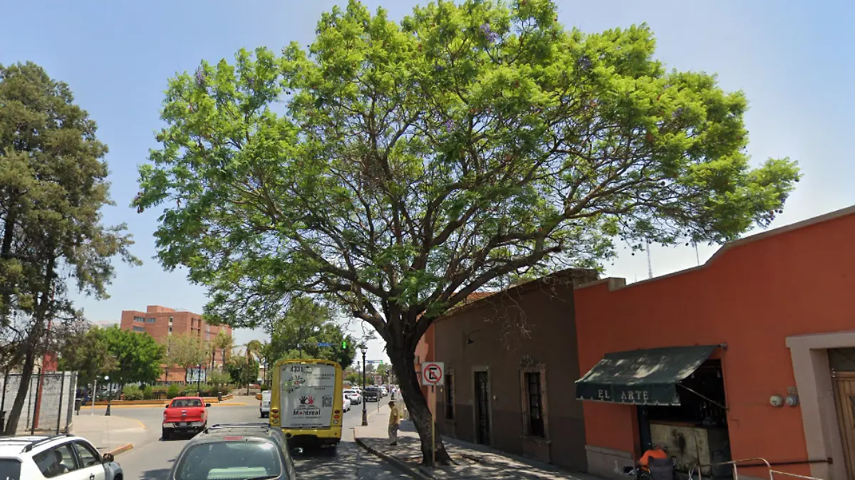 Jacaranda en Avenida Reforma