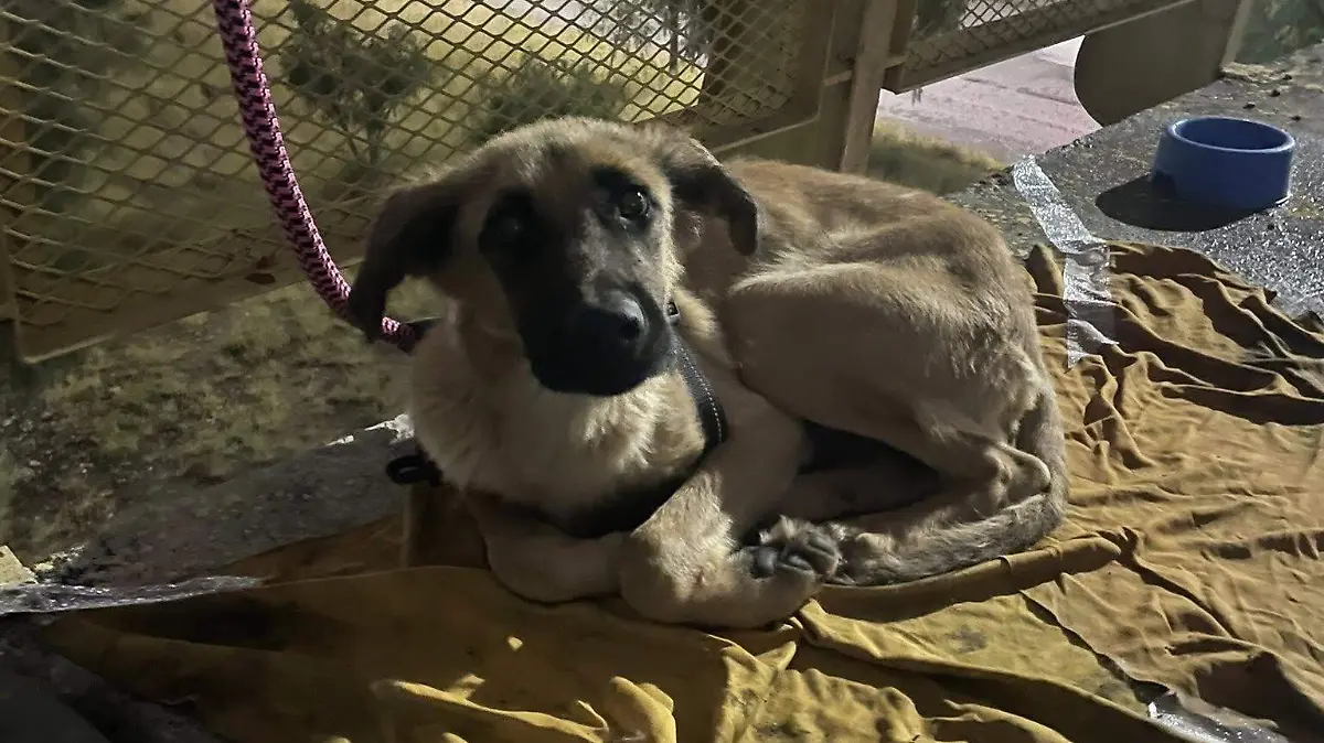 Perro abandonado