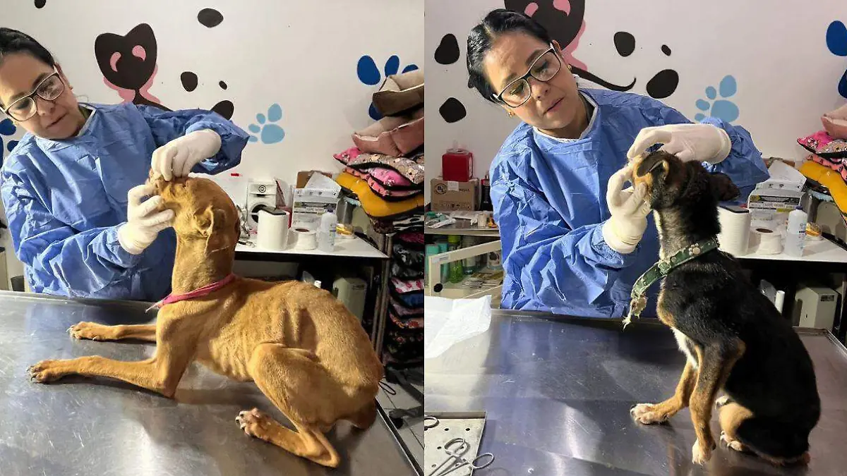 perros rescatados Infonavit Morales