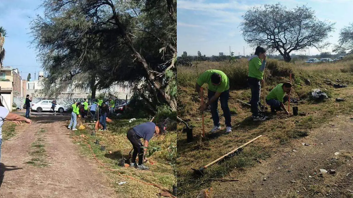 reforestación Prados de San Vicente