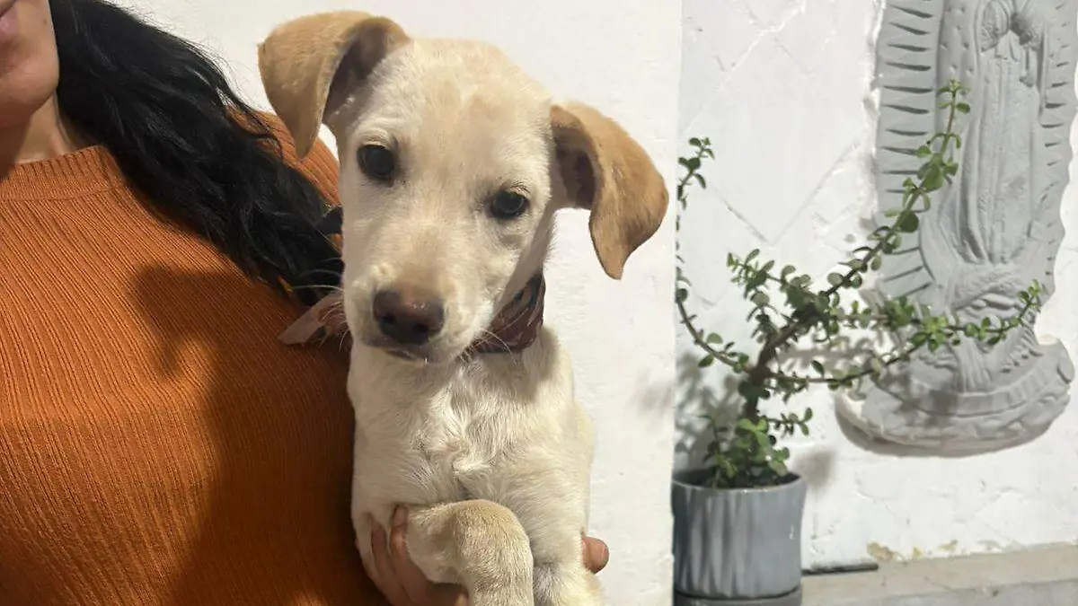 Perrita en adopción