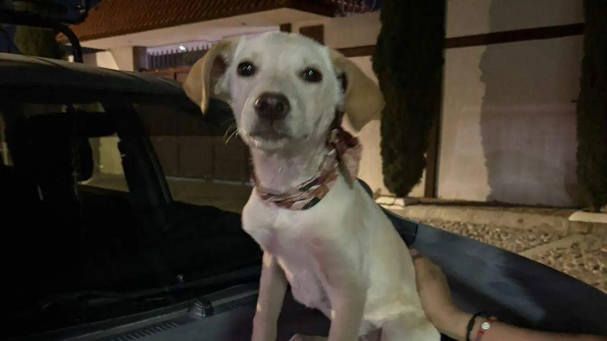 Perrita en adopción