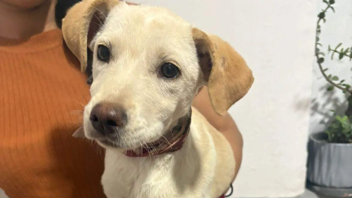 Perrita en adopción