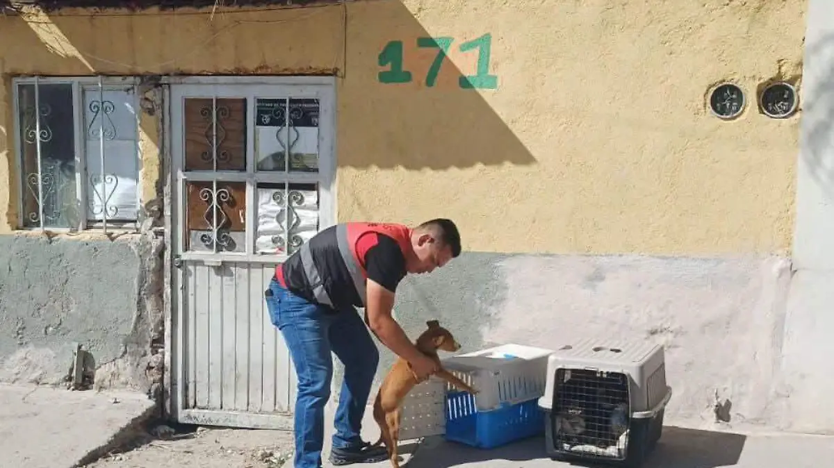 perritos rescatados