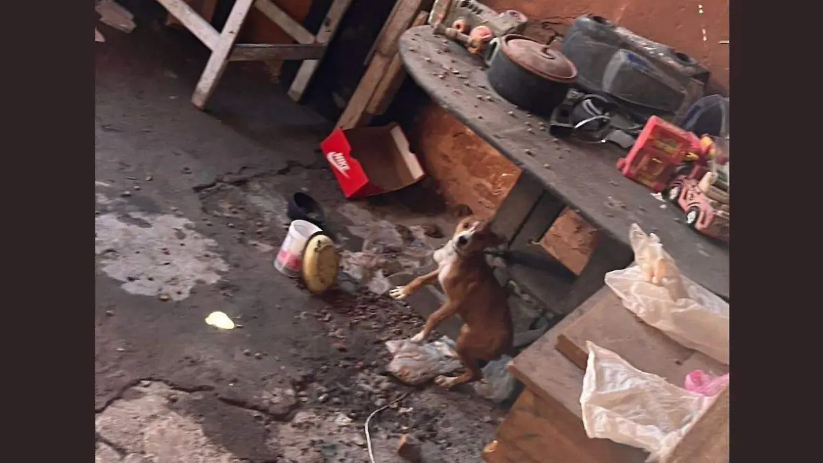 perritos rescatados