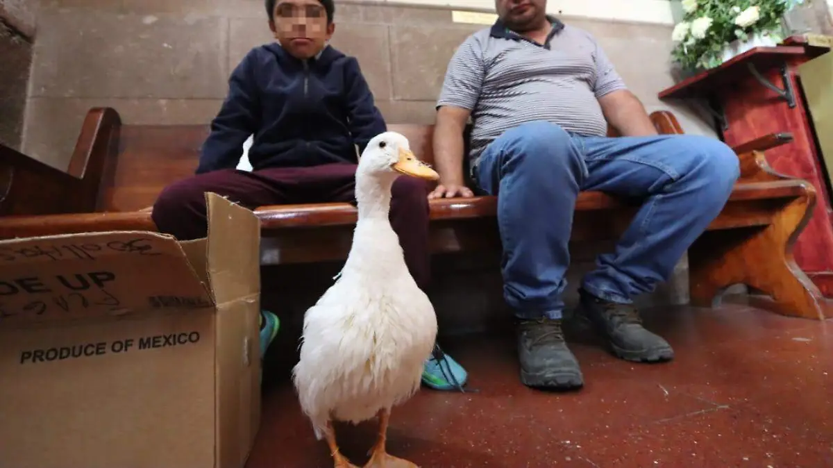 Bendición de mascotas