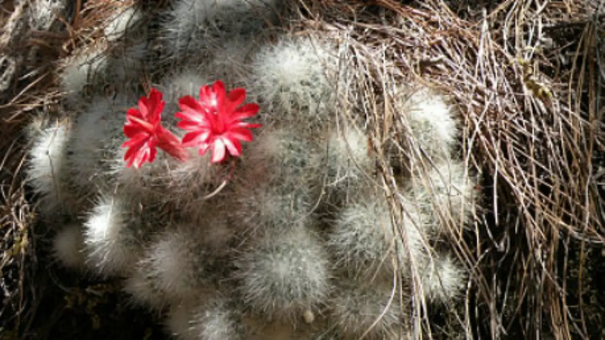 Biznaga cabeza de viejo