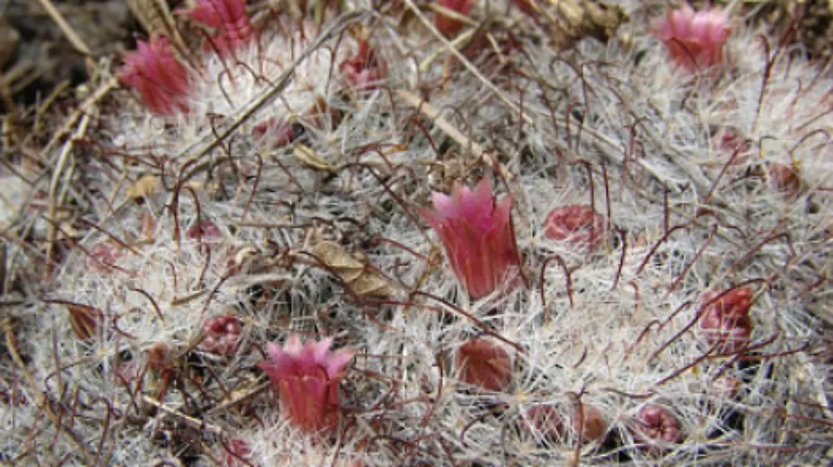 biznaga de semillas rojas