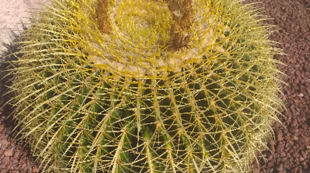 Biznaga tonel dorada