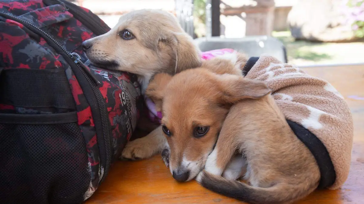 Perritos, adopción de mascotas (2)