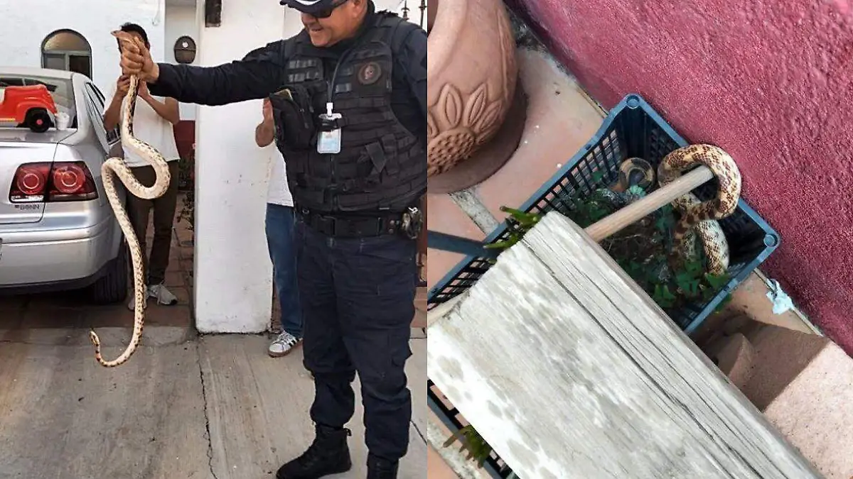 Víbora en una casa de Lomas