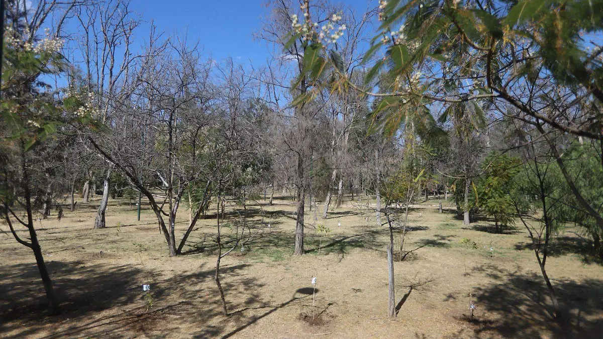 Parque de Morales SLP