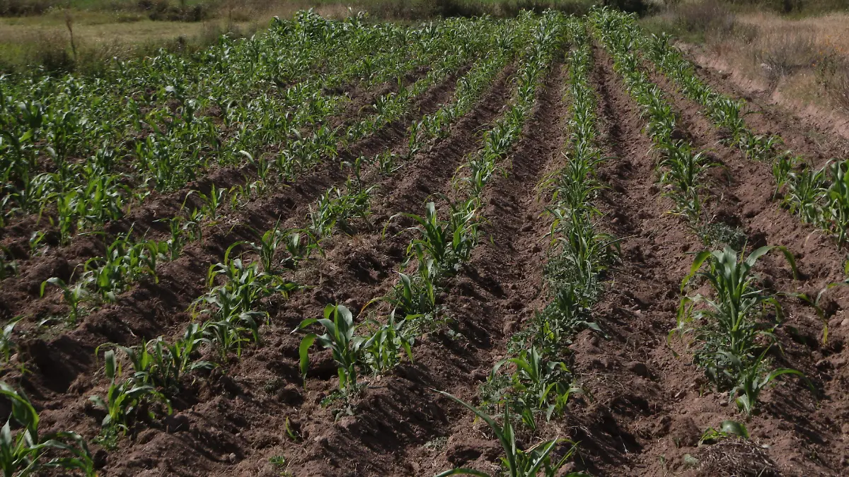 SOLACHE AGRICULTURA Y GANADERIA (5)