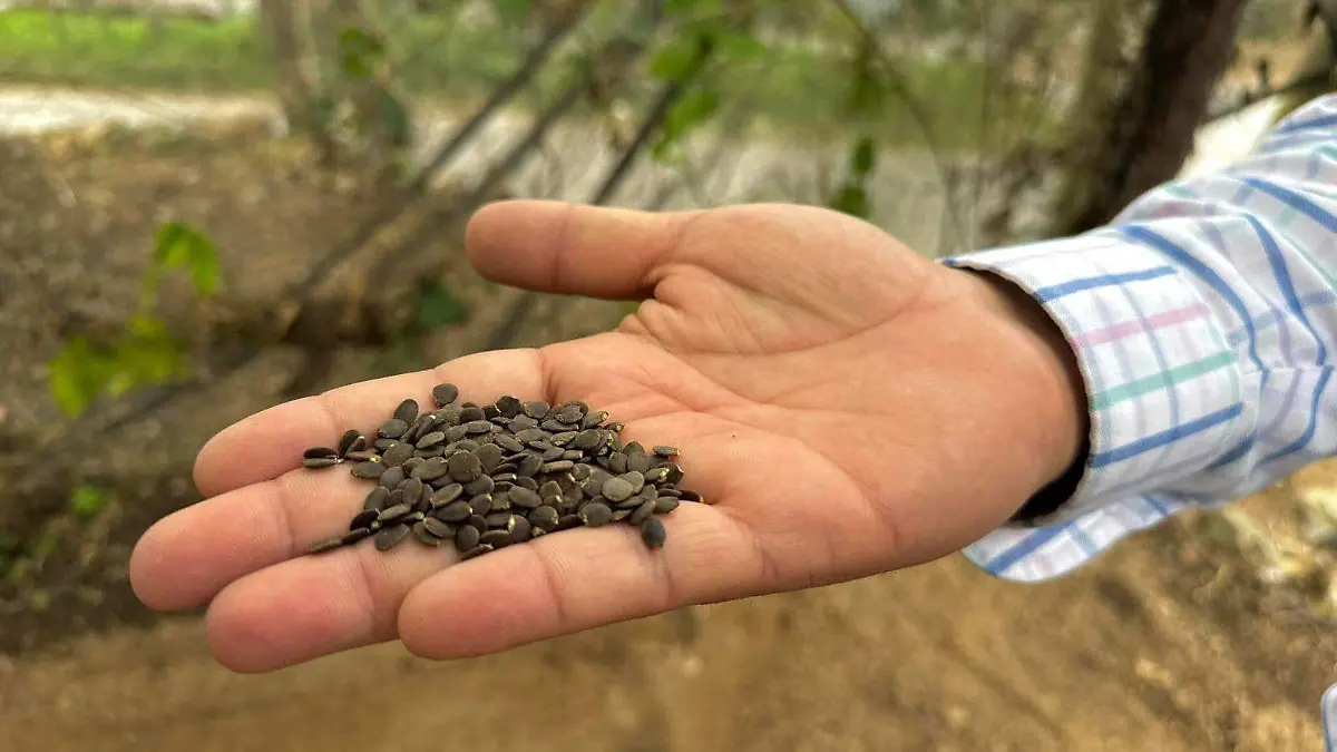 ruta del café en SLP