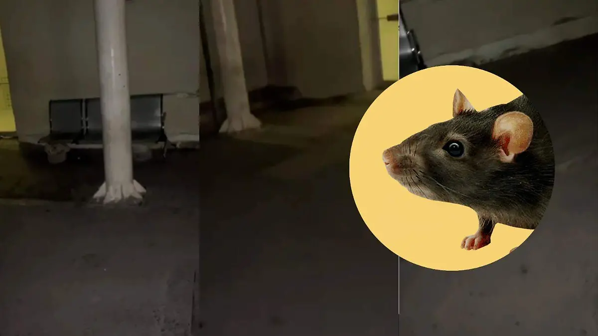 rata en el Hospital del Niño y la Mujer