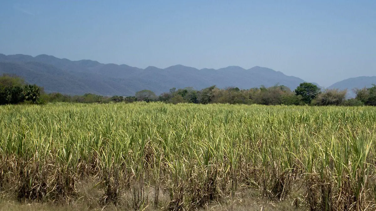 WhatsApp Image 2026-01-01 at 15.56.24