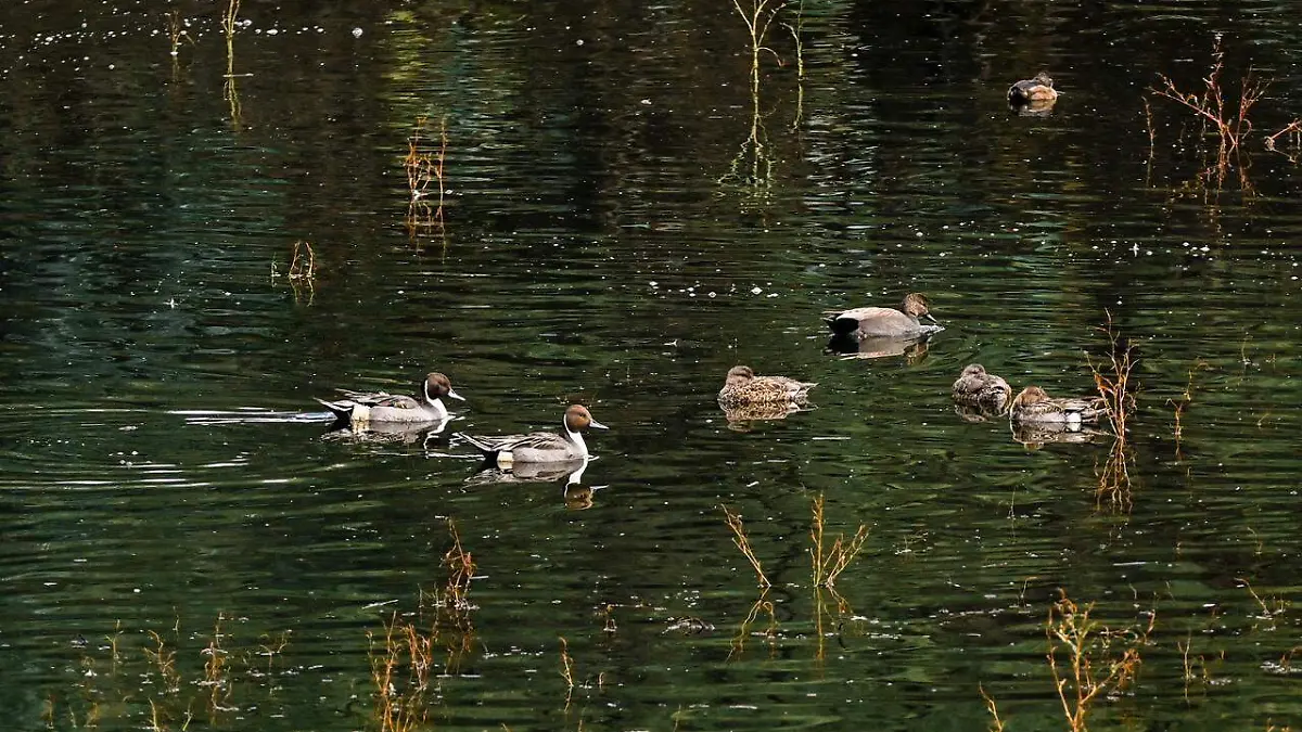 WhatsApp Image 2026-01-02 at 17.11.21