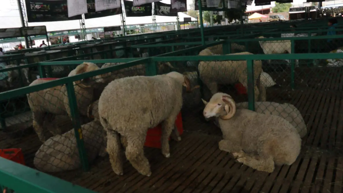 WhatsApp Image 2026-01-07 at 15.20.28