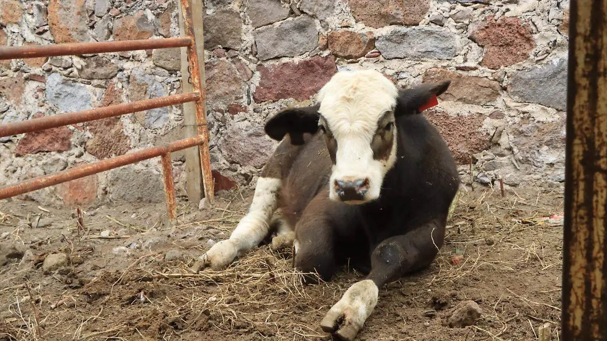 WhatsApp Image 2026-01-08 at 14.25.21