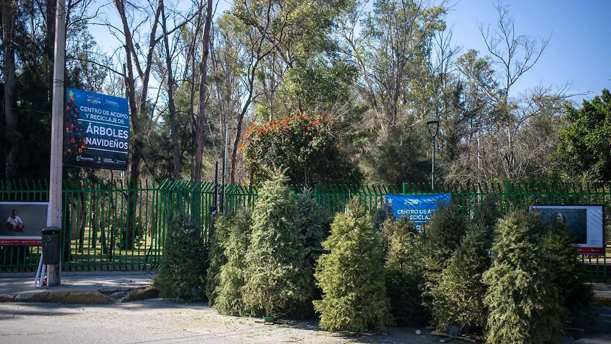 pinos navideños naturales