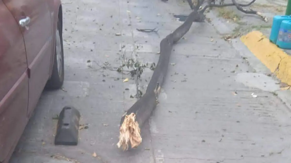 Desprendimiento de ramas por viento