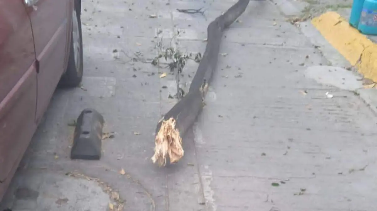 Desprendimiento de ramas por viento