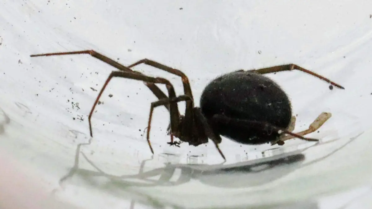 animales ponzoñosos, araña