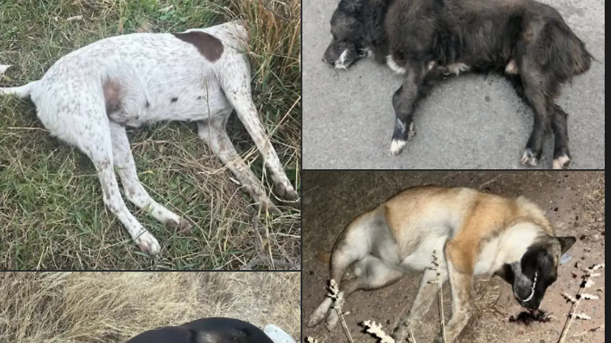 Envenenamiento de perros