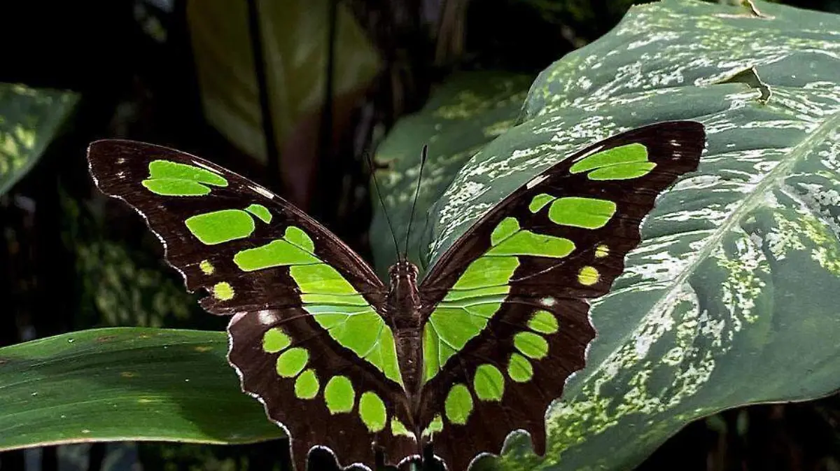 mariposas