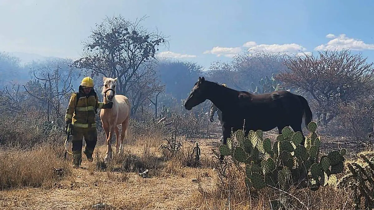 Incendios en Villa de Pozos (1)