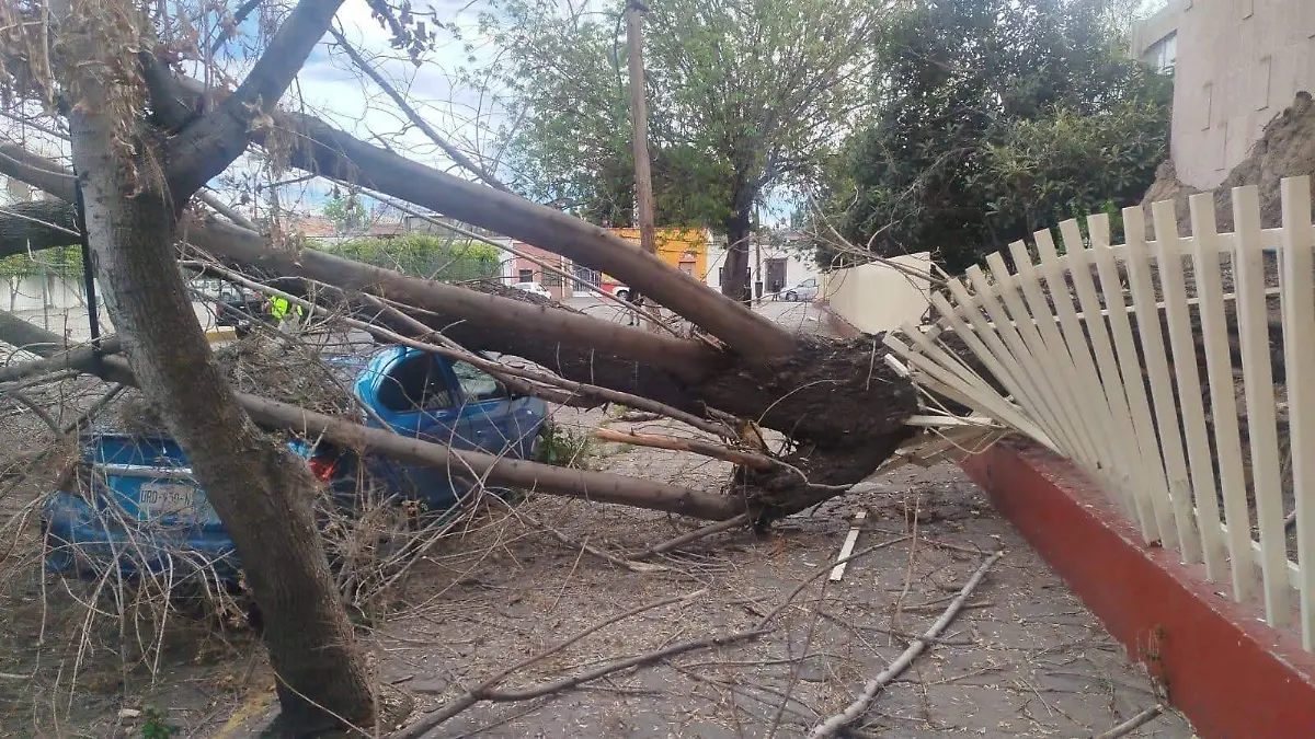 Árbol aplastó auto en la calle Uresti (1)